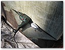 IMG_1547.JPG