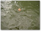 IMG_8143.JPG